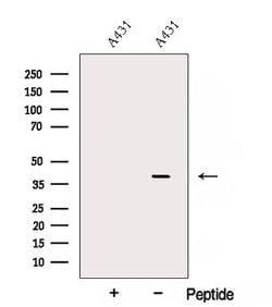 Invitrogen AMD1 Polyclonal Antibody 100 &mu;L; Unconjugated:Antibodies,