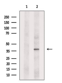 Invitrogen AMD1 Polyclonal Antibody 100 &mu;L; Unconjugated:Antibodies,