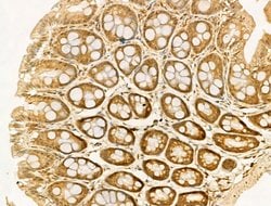 Invitrogen AMELX Polyclonal Antibody 100 &mu;L; Unconjugated:Antibodies,
