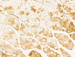 Invitrogen AMELX Polyclonal Antibody 100 &mu;L; Unconjugated:Antibodies,