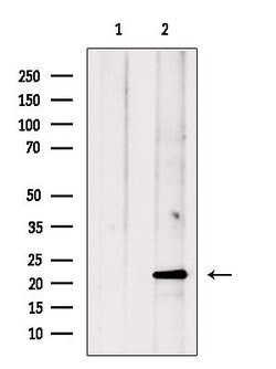 Invitrogen AMELX Polyclonal Antibody 100 &mu;L; Unconjugated:Antibodies,