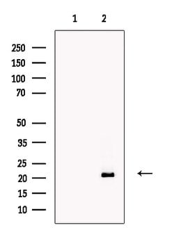 Invitrogen AMELX Polyclonal Antibody 100 &mu;L; Unconjugated:Antibodies,
