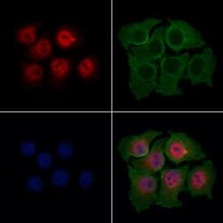 Invitrogen Aes Polyclonal Antibody 100 &mu;L; Unconjugated:Antibodies,