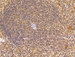 Invitrogen Aes Polyclonal Antibody 100 &mu;L; Unconjugated:Antibodies,
