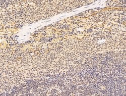 Invitrogen Aes Polyclonal Antibody 100 &mu;L; Unconjugated:Antibodies,