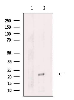Invitrogen Aes Polyclonal Antibody 100 &mu;L; Unconjugated:Antibodies,