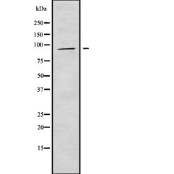 Invitrogen APBA1 Polyclonal Antibody 100 &mu;L | Buy Online | Invitrogen&trade; | Fisher Scientific