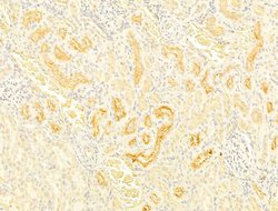 Invitrogen Protein APC Polyclonal Antibody 100 μL; Unconjugated:Antibodies,