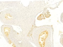 Invitrogen Protein APC Polyclonal Antibody 100 μL; Unconjugated:Antibodies,