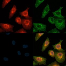 Invitrogen APLF Polyclonal Antibody 100 &mu;L; Unconjugated:Antibodies,
