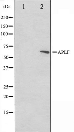 Invitrogen APLF Polyclonal Antibody 100 &mu;L; Unconjugated:Antibodies,