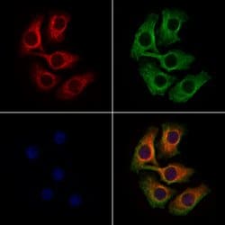 Invitrogen ApoA2 Polyclonal Antibody 100 &mu;L; Unconjugated:Antibodies,