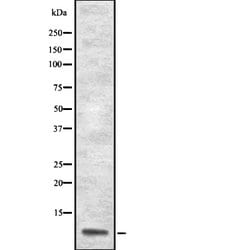 Invitrogen ApoA2 Polyclonal Antibody 100 &mu;L; Unconjugated:Antibodies,