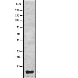 Invitrogen ApoC3 Polyclonal Antibody 100 &mu;L; Unconjugated:Antibodies,
