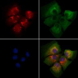 Invitrogen ARF1/ARF3/ARF5/ARF6 Polyclonal Antibody 100 &mu;L; Unconjugated:Antibodies,