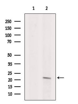 Invitrogen ARF1/ARF3/ARF5/ARF6 Polyclonal Antibody 100 &mu;L; Unconjugated:Antibodies,