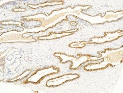 Invitrogen Argonaute 4 Polyclonal Antibody 100 &mu;L; Unconjugated:Antibodies,