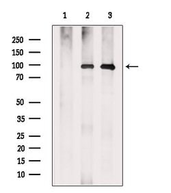 Invitrogen Argonaute 4 Polyclonal Antibody 100 &mu;L; Unconjugated:Antibodies,