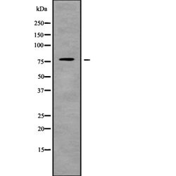 Invitrogen ARHGEF4 Polyclonal Antibody 100 &mu;L; Unconjugated:Antibodies,