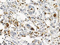 Invitrogen ARIH2 Polyclonal Antibody 100 &mu;L; Unconjugated:Antibodies,
