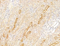 Invitrogen Asporin Polyclonal Antibody 100 &mu;L; Unconjugated:Antibodies,