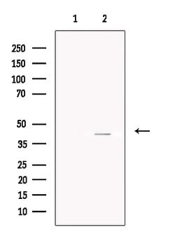 Invitrogen Asporin Polyclonal Antibody 100 &mu;L; Unconjugated:Antibodies,