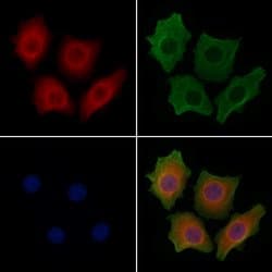 Invitrogen ATF6 Polyclonal Antibody 100 &mu;L; Unconjugated:Antibodies,