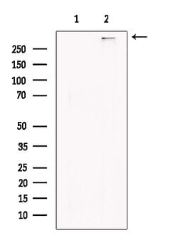 Invitrogen Bassoon Polyclonal Antibody 100 &mu;L; Unconjugated:Antibodies,