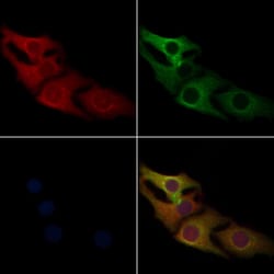 Invitrogen PUMA alpha Polyclonal Antibody 100 &mu;L; Unconjugated:Antibodies,