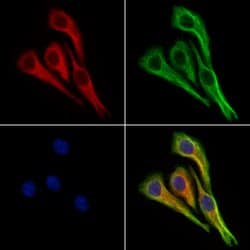 Invitrogen BCKDHA Polyclonal Antibody 100 &mu;L | Buy Online | Invitrogen&trade; | Fisher Scientific
