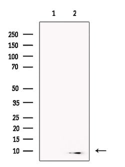 Invitrogen beta-3 Defensin Polyclonal Antibody 100 &mu;L; Unconjugated:Antibodies,