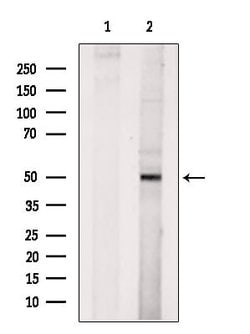 Invitrogen Tubulin beta-2C Polyclonal Antibody 100 &mu;L | Buy Online | Invitrogen&trade; | Fisher Scientific