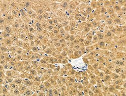 Invitrogen BHMT Polyclonal Antibody 100 μL; Unconjugated:Antibodies,