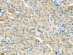 Invitrogen BHMT Polyclonal Antibody 100 μL; Unconjugated:Antibodies,