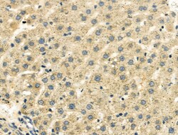 Invitrogen BHMT Polyclonal Antibody 100 μL; Unconjugated:Antibodies,