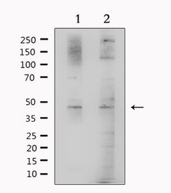 Invitrogen BHMT Polyclonal Antibody 100 μL; Unconjugated:Antibodies,