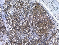 Invitrogen BRUCE Polyclonal Antibody 100 &mu;L; Unconjugated:Antibodies,