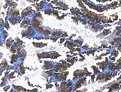 Invitrogen BRUCE Polyclonal Antibody 100 &mu;L; Unconjugated:Antibodies,