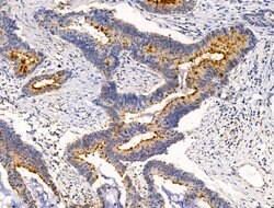 Invitrogen BRUCE Polyclonal Antibody 100 &mu;L; Unconjugated:Antibodies,