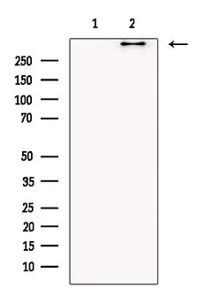 Invitrogen BRUCE Polyclonal Antibody 100 &mu;L; Unconjugated:Antibodies,