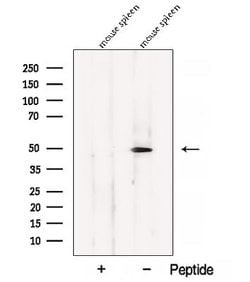 Invitrogen BLMH Polyclonal Antibody 100 &mu;L | Buy Online | Invitrogen&trade; | Fisher Scientific