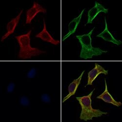 Invitrogen GDF10 Polyclonal Antibody 100 &mu;L; Unconjugated:Antibodies,