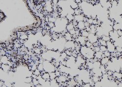Invitrogen B-Myb Polyclonal Antibody 100 &mu;L; Unconjugated:Antibodies,