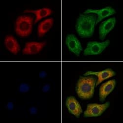 Invitrogen IBSP Polyclonal Antibody 100 &mu;L; Unconjugated:Antibodies,