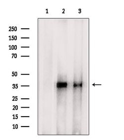 Invitrogen IBSP Polyclonal Antibody 100 &mu;L; Unconjugated:Antibodies,