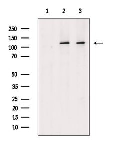 Invitrogen BUB1 Polyclonal Antibody 100 &mu;L; Unconjugated:Antibodies,