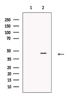 Invitrogen ATAT1 Polyclonal Antibody 100 &mu;L; Unconjugated:Antibodies,