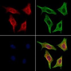 Invitrogen PMCA ATPase Polyclonal Antibody 100 &mu;L; Unconjugated:Antibodies,
