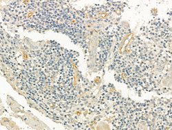 Invitrogen PMCA ATPase Polyclonal Antibody 100 &mu;L; Unconjugated:Antibodies,