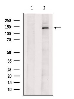Invitrogen PMCA ATPase Polyclonal Antibody 100 &mu;L; Unconjugated:Antibodies,